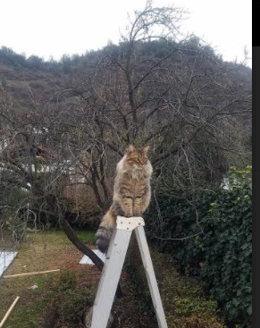 中国篮球纪录片热播引发全民关注，篮球赛纪录片