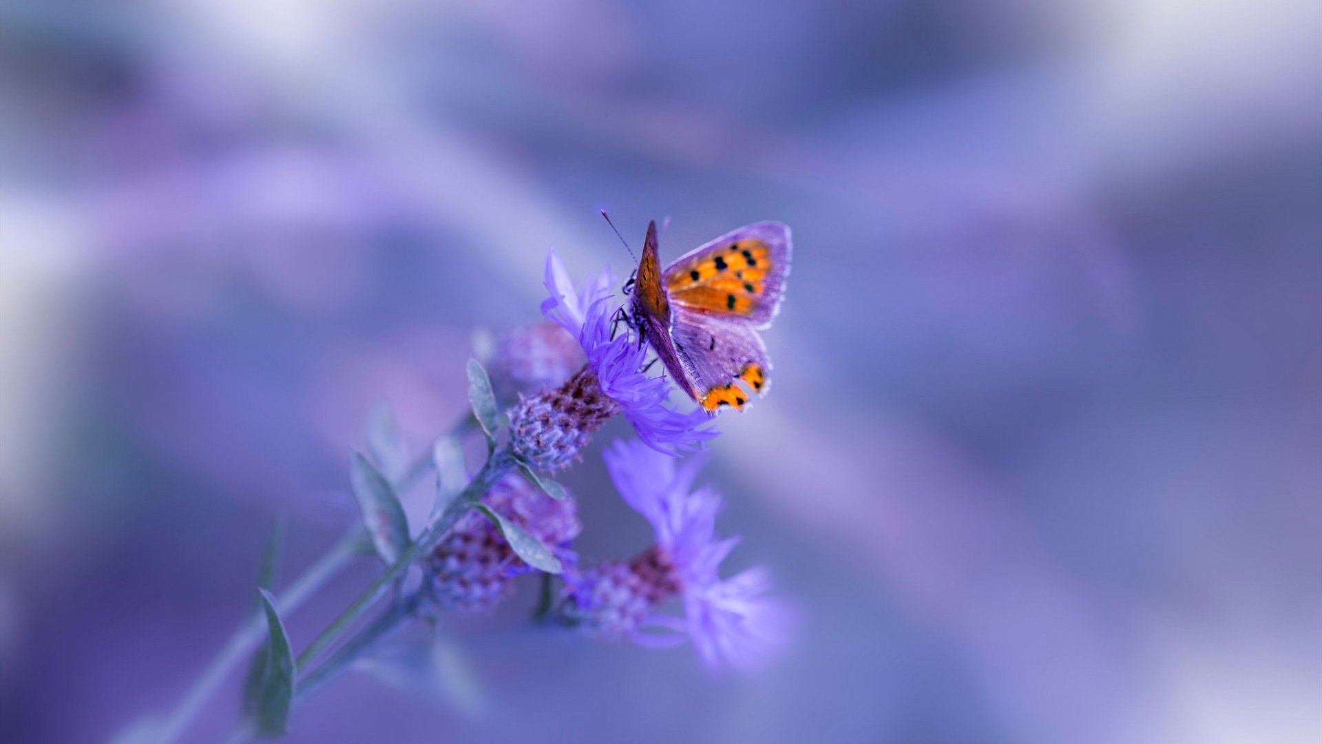 爱游戏平台-转身动作细节对蝶泳后程影响几何？，蝶泳转身规则