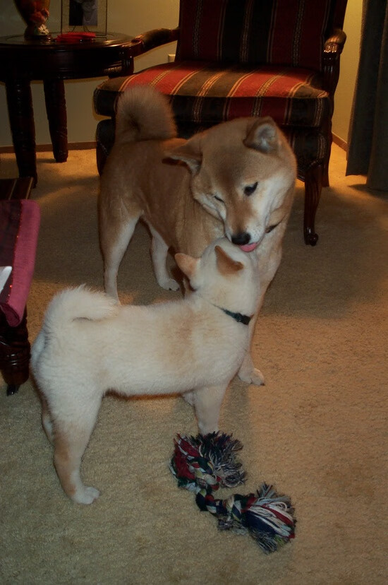 广东宏远一战封神震惊全场CBA半决赛,广东宏远队赛程2020