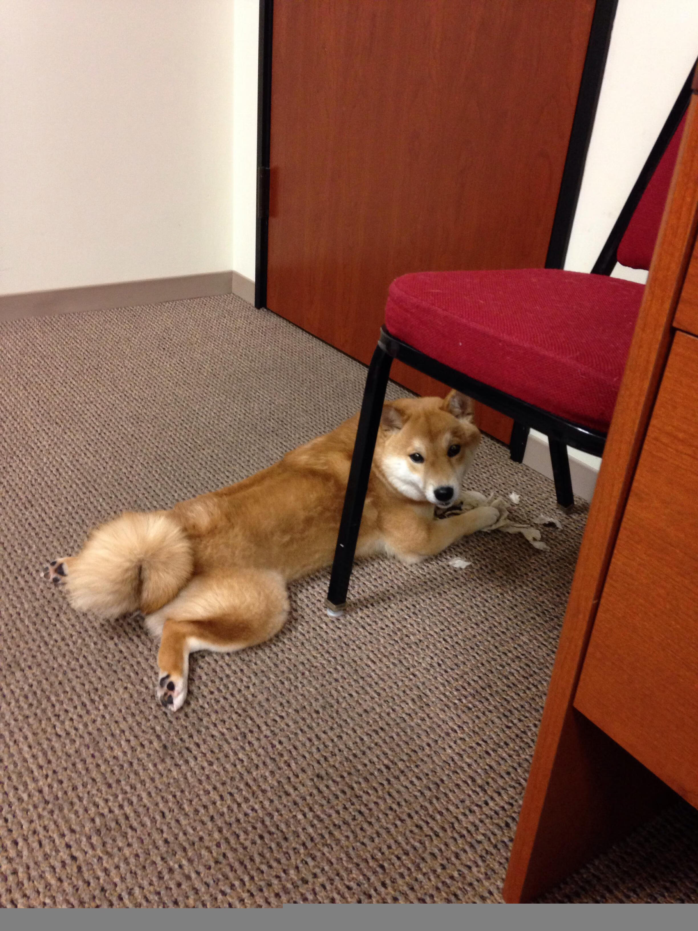 爱游戏娱乐-比利时蝶泳年轻选手潜力无限，比利时运动员