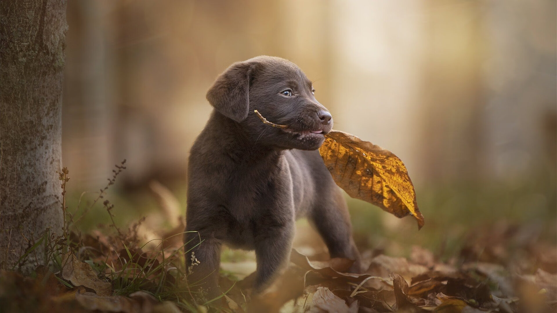 马里特·斯滕伯根赛场风采尽显未来潜力，马尔滕·斯特克伦博格